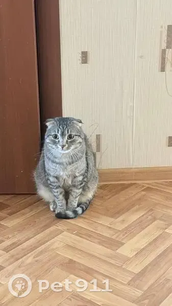 Пропал кот, 32, Элиста - серый вислоухий, кличка Васька - photo