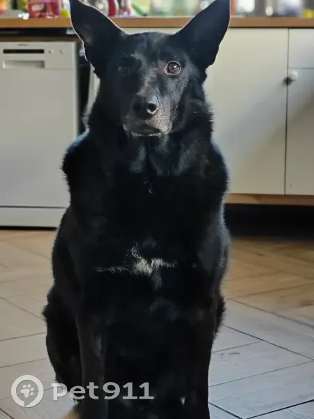 Пропала собака, улица Тургенева, 23, Ярославль - старый и добрый пёс - photo