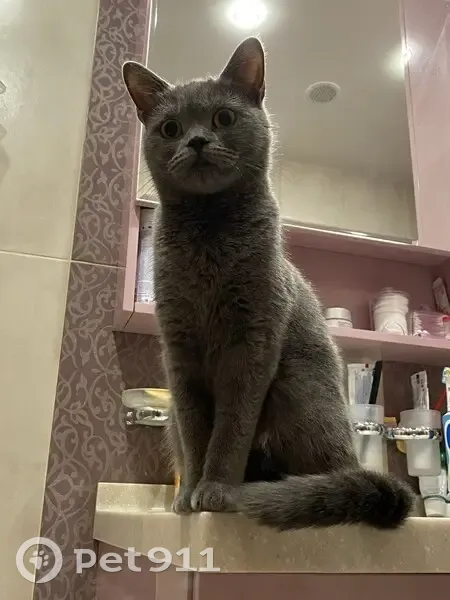 Пропала кошка, улица Героя Юрия Смирнова, 13, Нижний Новгород - серого цвета, зовут Пуся - photo