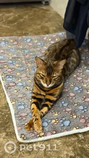 Пропал кот, улица Павла Флоренского, Калининград - бенгал с двумя синими ошейниками - photo