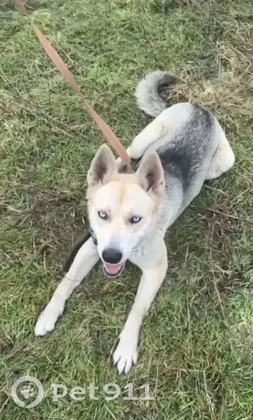 Пропала собака, Партизанский переулок, 53, Белореченск - голубые почти белые глаза - photo