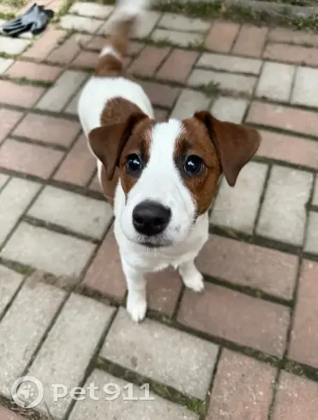 Пропала собака, Вокзальная улица, 35/5, Видное - Джек Рассел терьер, окрас маски и 3 пятна - photo