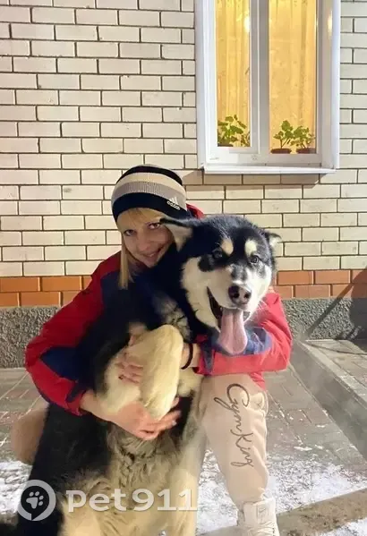 Пропал собака, улица Некрасова, 27, городской округ Тамбов - маламут, большой, но добрый - photo