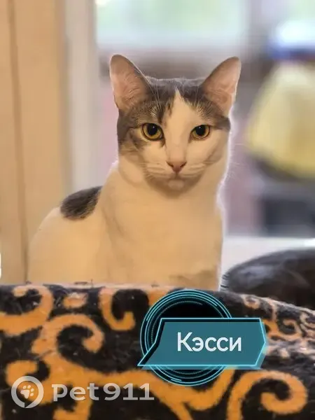 Пропала кошка, женский пол, 1-й Карьерный переулок, 2А, Самара - photo