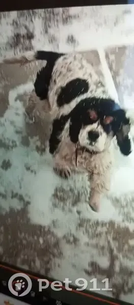 Пропала собака, Пустораменка, Тверь - американский кокер спаниель - photo