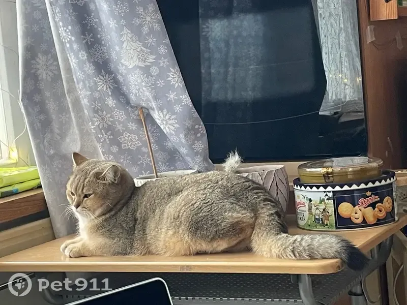 Пропала кошка, улица Борисовские Пруды, 14 к4, Москва - британская порода - photo