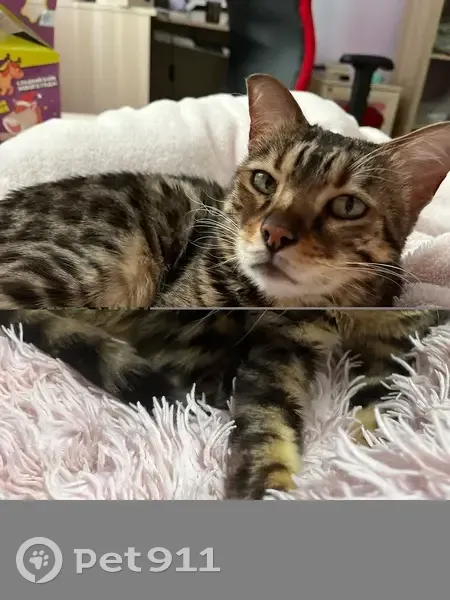 Пропала кошка, улица Коннова, Белозерки - миниатюрная зеленоглазая бенгалка - photo