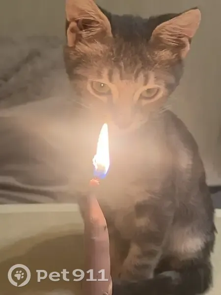 Пропала кошка, улица Сикейроса, Санкт-Петербург - photo