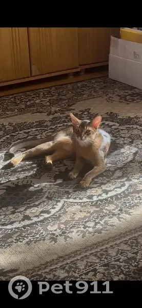 Пропала кошка, улица Авиаконструктора Миля, 4 к1, Москва - photo