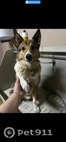 Пропал собака, Киров - потерялся пес Чижик из приюта - photo