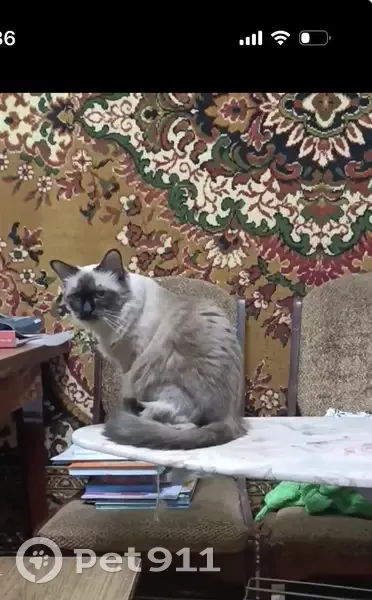 Пропала кошка, шоссе Нефтяников, 65, Краснодар - сиамская, пушистая - photo