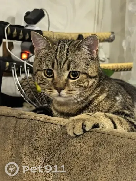 Пропал кот, улица Анатолия Гладкова, 25Б, Красноярск - темно рыжий окрас с черными полосами - photo