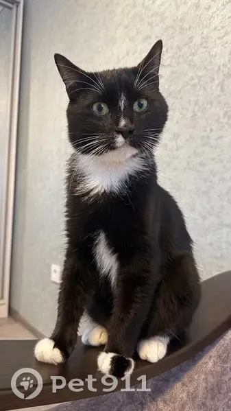 Пропал кот, 3-й Аварийный переулок, 8, Донецк - чёрно-белый - photo