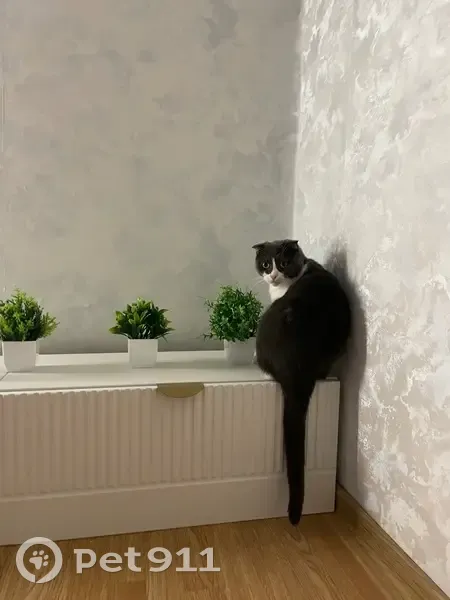 Пропала кошка, улица Конституции, 16Б, Киров - белая с серым окрасом - photo