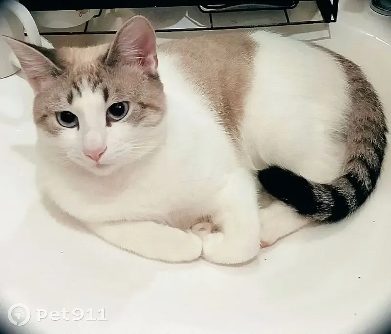 Пропал кот, Лазоревый проезд, 15 с2, Москва - белый с серыми пятнами - photo