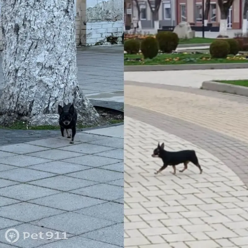 Пропала собака, Лабинск, Краснодарский край - чёрная с белой грудкой и лишними пальчиками - photo