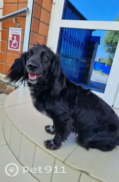 Пропала собака, девочка, Тихий переулок, 23, Краснодар - черный спаниэль - photo