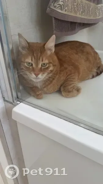 Пропал кот, 43/88, Мыс - рыжий с полосами и зелеными глазами - photo