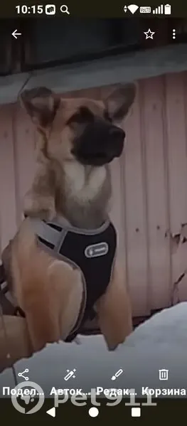 Пропала собака, улица Ленина, 96, Кострома - вырвалась вместе с поводком - photo