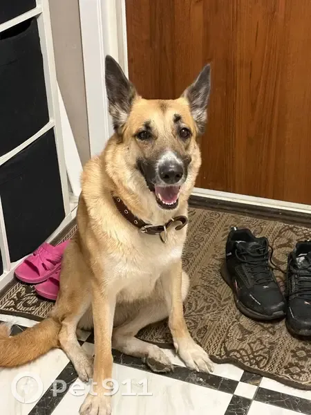 Пропала собака, 14-я линия, 846, Мгинское - рыжая с белым пятном на носу - photo