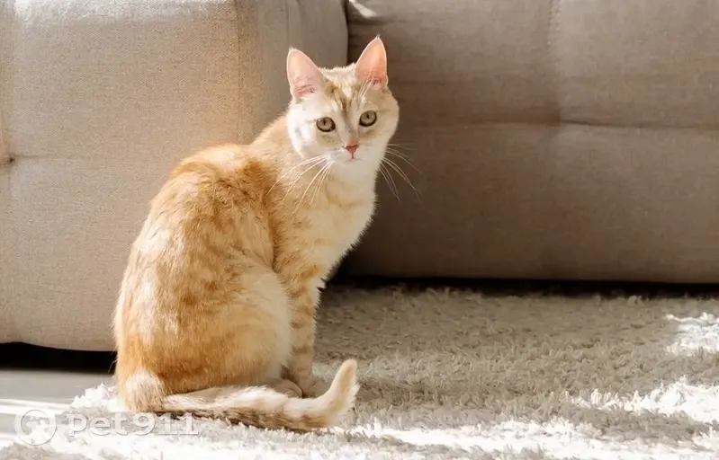 Пропала кошка, улица Калинина, Челябинск - светло-рыжий, полосатый - photo