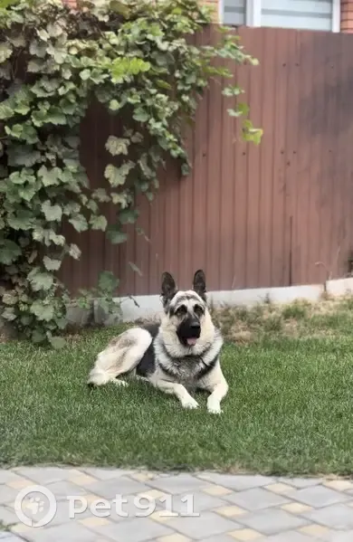 Пропала собака, 1-я Котельная улица, 61, Таганрог - отзывается на кличку Кай - photo