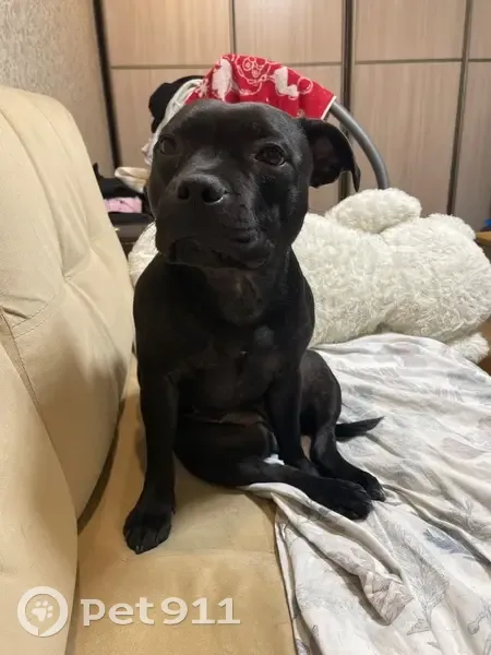 Пропала собака, Запорожская улица, 3, Новокузнецк - чёрный булли с розовым ошейником - photo