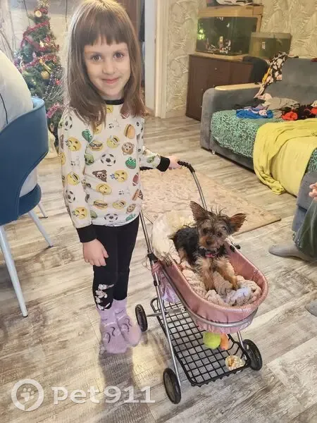 Пропала собака, Р-298, Воронеж - йоркширский терьер, женский пол - photo