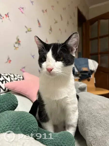 Пропал кот, улица Лермонтова, 22, Ярославль - черно-белый, кастрированный - photo