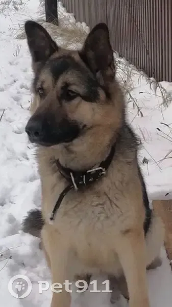Пропала собака, Лесная улица, Песчанка - немецкая овчарка, кормящая - photo