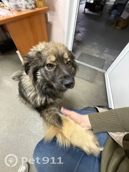 Пропала собака, улица Всеобуча, 176/6, Соликамск - молодая с ошейником - photo