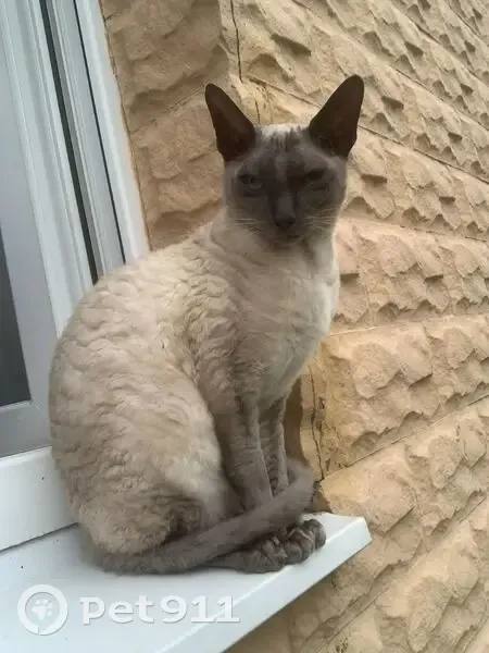 Пропала кошка, Благодатная улица, Романовское - бежевая корниш рекс - photo