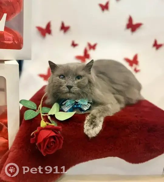 Пропал кот, улица Пирогова, Дзержинск - на правом глазу бельмо - photo