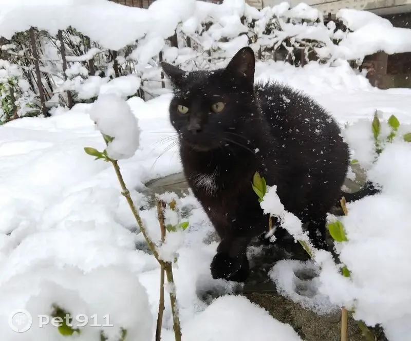 Пропал кот, улица Солодунова, 38, Вологда - черный с белым пятнышком - photo