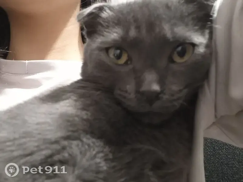 Пропал кот, проспект Ленина, 3, Черкесск - серая шерсть и жёлтые глаза - photo