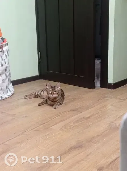 Пропала кошка, улица Кораблестроителей, Санкт-Петербург - золотисто черного окраса - photo