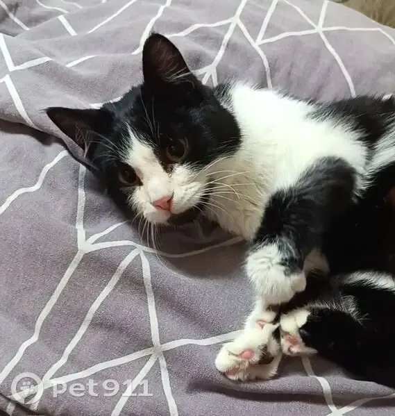 Пропала кошка, улица Б. К. Пашкова, Элиста - подушечки двух цветов - photo