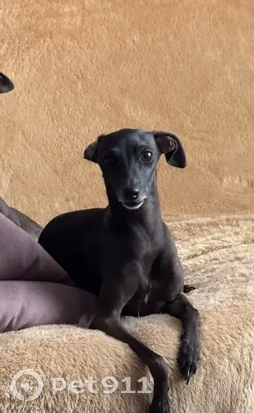 Пропала собака, 46Н-03860, Богаиха - левретка девочка, черная - photo