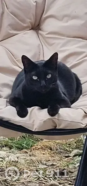 Пропала кошка, Нагорная улица, Москва - черная с белым пятном - photo