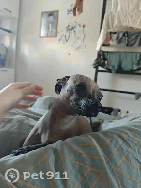 Пропала собака, улица Согласия, 52, Ермолинское - лысая, черная, тонкие лапы - photo