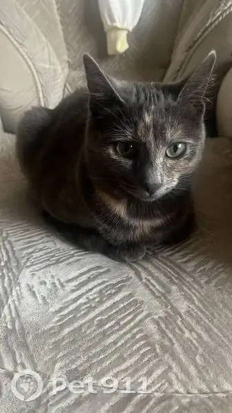 Пропала кошка, проспект Дружбы, 13, Курск - серый окрас, зеленые глаза - photo