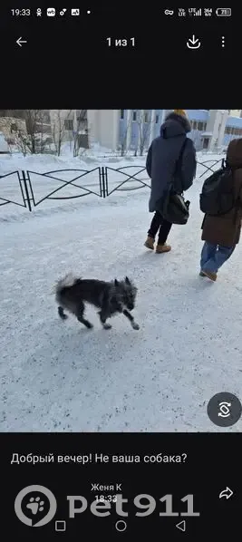 Пропала собака, улица Ветеранов, 28, Норильск - серый цвет, мохнатые уши - photo