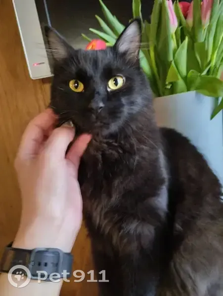 Пропал кот, Бирюлёвская улица, 52 к1, Москва - черный окрас - photo