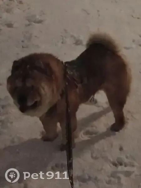 Пропал собака, 4-я улица Шевцовой, Новосибирск - рыжий чау чау, мальчик - photo