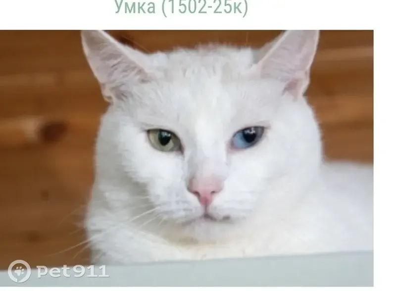 Найден кот, белый окрас, Спасопесковский переулок, Москва - photo