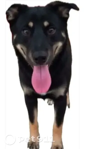 Пропала собака, женская, Городня, Московская область - черная с грудкой - photo