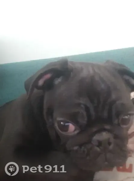 Пропала собака, Новороссийская улица, Гулькевичи - черный мопс 4-5 месяцев - photo