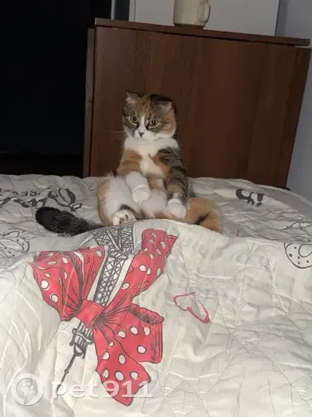 Пропала кошка, улица Черевичкина, 4/20, Ростов-на-Дону - трехцветная, вислоухая - photo