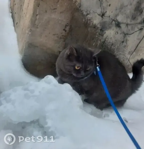 Пропала кошка, улица Новожёнова, 8, Тейково - британский метис в ярко-зеленой шлейке - photo