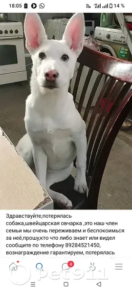 Пропала собака, улица Мира, 1/1, Сочи - белая с розовым носом - photo